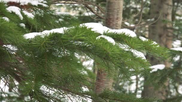 Spruce grenar i snö vilda skogen — Stockvideo