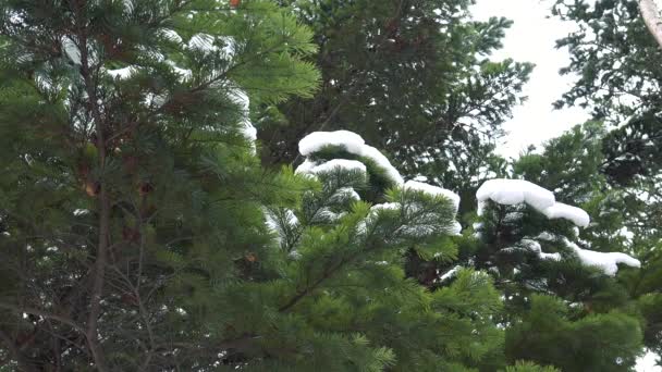 Ялинові гілки в сніжному дикому лісі — стокове відео