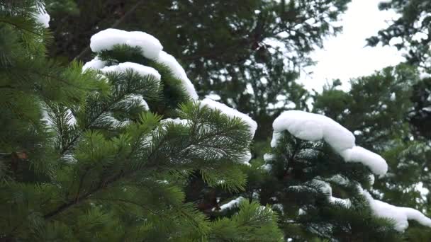 Branches d'épinette dans la forêt sauvage de neige — Video