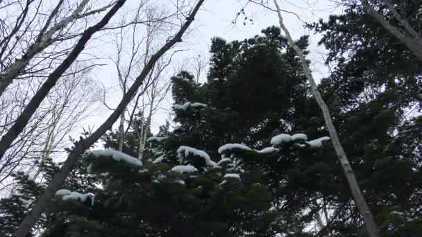 Floresta selvagem de inverno em Sakhalin — Vídeo de Stock