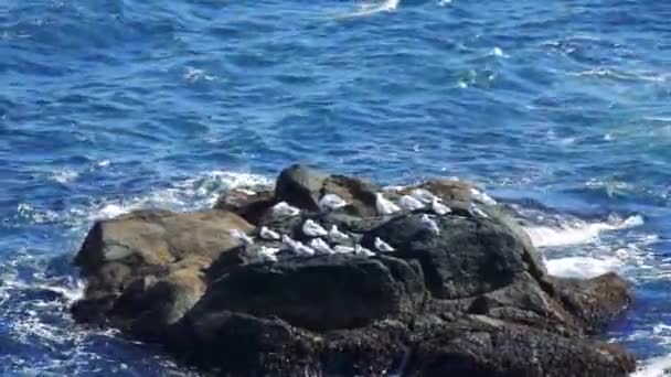 O mar ao largo da ilha de Kunashir — Vídeo de Stock