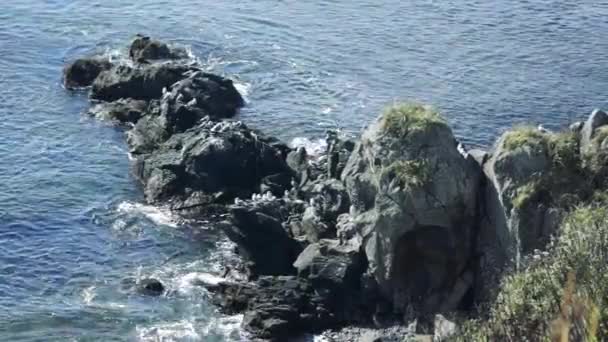 Costa da ilha Kunashir . — Vídeo de Stock