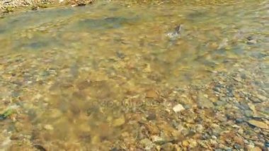 Som balığı yumurtlama Kunashir Adası.