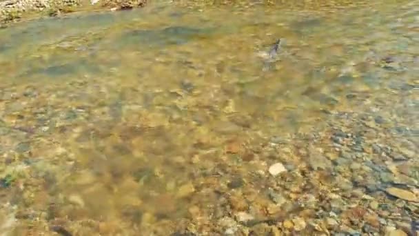 Som balığı yumurtlama Kunashir Adası. — Stok video