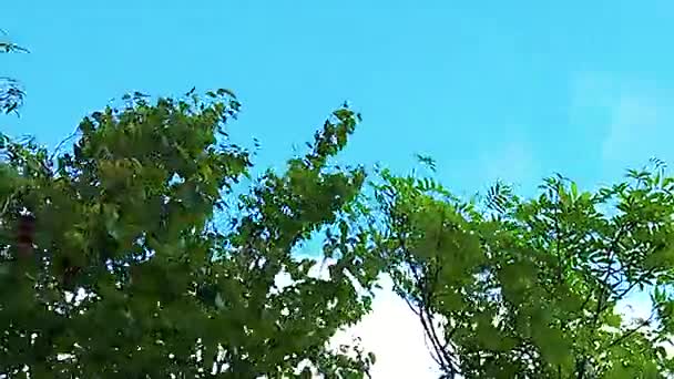 Horská žába v Sachalin — Stock video