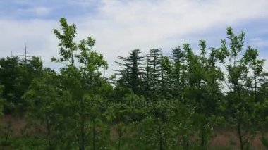 Ağaç yol boyunca. Sakhalin Adası. 