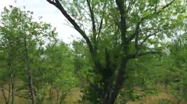 Ağaç yol boyunca. Sakhalin Adası. 