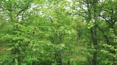 Ağaç yol boyunca. Sakhalin Adası. 