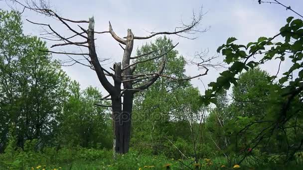 Starý strom. Ostrov Sachalin. — Stock video