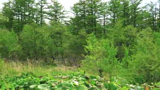 Berken langs de weg. Het eiland Sachalin. — Stockvideo