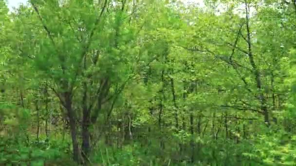 Birches along the roadside. Sakhalin island. — Stock Video
