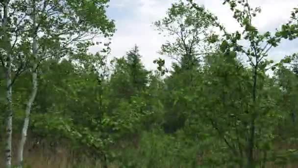 Birches along the roadside. Sakhalin island. — Stock Video