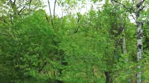 Birches along the roadside. Sakhalin island. — Stock Video