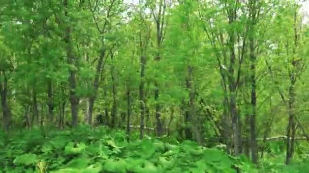 Ağaç yol boyunca. Sakhalin Adası. — Stok video