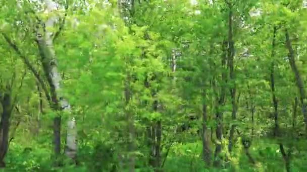 Birches along the roadside. Sakhalin island. — Stock Video