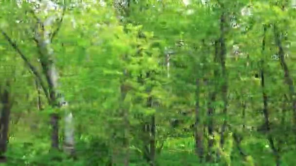 Birches along the roadside. Sakhalin island. — Stock Video