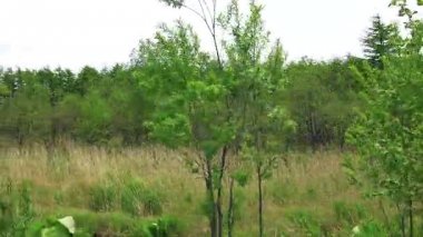 Ağaç yol boyunca. Sakhalin Adası. 