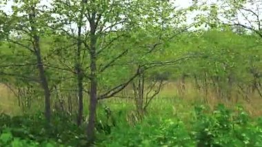 Ağaç yol boyunca. Sakhalin Adası. 