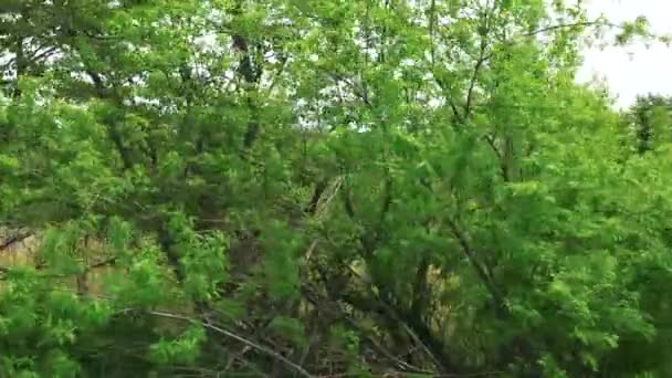 À beira da estrada. Ilha de Sakhalin . — Vídeo de Stock