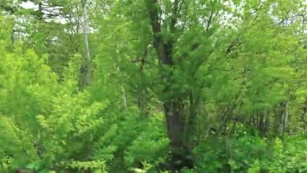 Vidoeiros à beira da estrada. Ilha de Sakhalin . — Vídeo de Stock