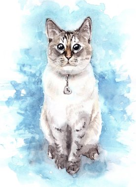 Cyan arka planda sevimli bir kedicik.