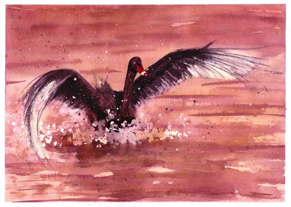 Watercolor Illustration Black Swan Sitting Water — Stock Photo, Image