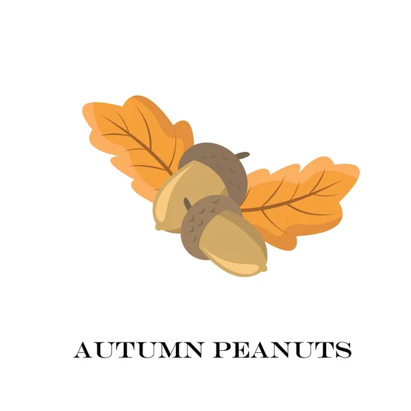 白い背景の上の秋のピーナッツ。ベクトル図. — ストックベクタ