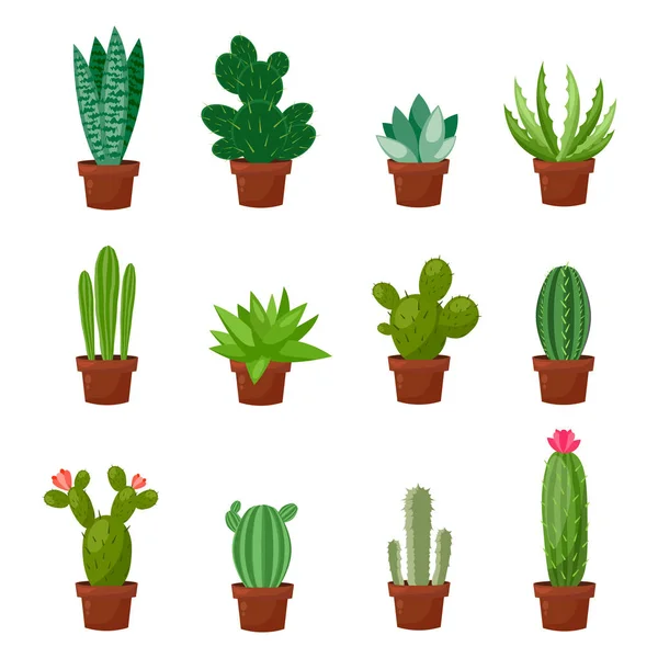 Conjunto de cactus desérticos o de habitación verde. Estilo plano y de dibujos animados. Ilustración vectorial sobre fondo blanco. Elemento para su diseño . — Vector de stock