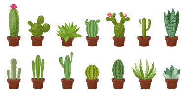 Yatay banner çöl, Oda yeşil kaktüs ayarlayın. Düz, karikatür tarzı. Vektör çizim beyaz arka plan. Öğe tasarım.