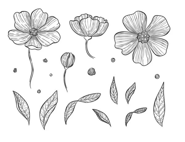 ภาพเวกเตอร์ของเซตพฤกษศาสตร์ สะโพกดอกกุหลาบป่าหรือดอกกุหลาบบานสะพรั่ง, ดอกตูม, กิ่ง, กลีบ, ผลเบอร์รี่ สมุนไพรธรรมชาติเครื่องสําอางและส่วนผสมบํารุงผิว สไตล์วาดด้วยมือวินเทจ — ภาพเวกเตอร์สต็อก