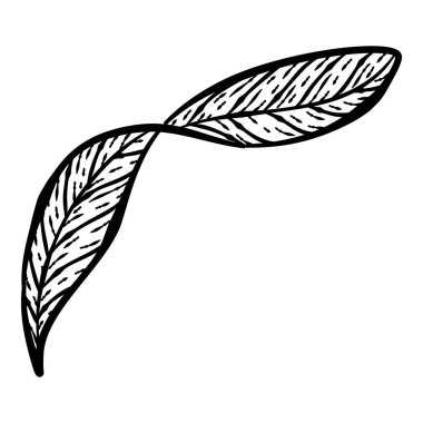 Siyah el çizilmiş ince çizgili şirin karalama çiçek ikonları, yaprak çiçekleri, şakayık, defne, çelenk. Beyaz üzerine izole edilmiş tasarım ögesi koleksiyonu. Vektör illüstrasyonu.