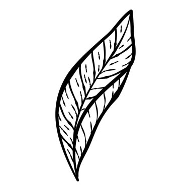 Siyah el çizilmiş ince çizgili şirin karalama çiçek ikonları, yaprak çiçekleri, şakayık, defne, çelenk. Beyaz üzerine izole edilmiş tasarım ögesi koleksiyonu. Vektör illüstrasyonu.