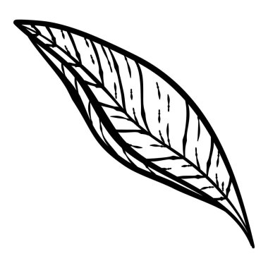 Siyah el çizilmiş ince çizgili şirin karalama çiçek ikonları, yaprak çiçekleri, şakayık, defne, çelenk. Beyaz üzerine izole edilmiş tasarım ögesi koleksiyonu. Vektör illüstrasyonu.