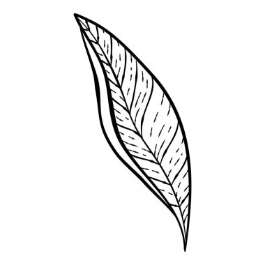 Siyah el çizilmiş ince çizgili şirin karalama çiçek ikonları, yaprak çiçekleri, şakayık, defne, çelenk. Beyaz üzerine izole edilmiş tasarım ögesi koleksiyonu. Vektör illüstrasyonu.