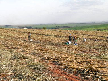 Parana, Brezilya, 29 Temmuz 2003. Parana devlet, Brezilya için el ile şeker kamışı hasat işçilerin