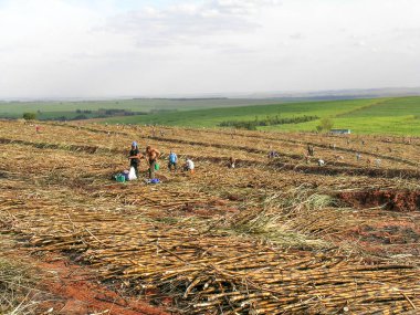 Parana, Brezilya, 29 Temmuz 2003. Parana devlet, Brezilya için el ile şeker kamışı hasat işçilerin