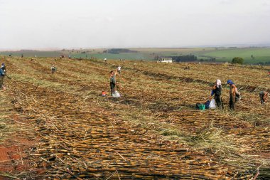 Parana, Brezilya, 29 Temmuz 2003. Parana devlet, Brezilya için el ile şeker kamışı hasat işçilerin