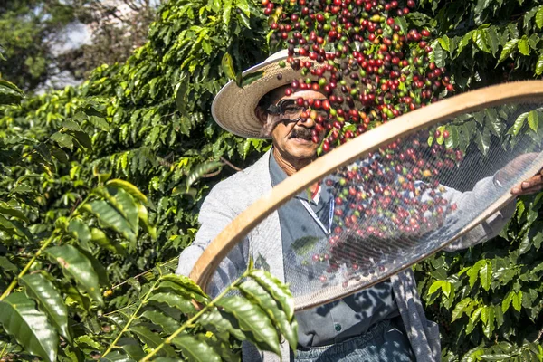 Sao Paulo, Brazílie. Červen 18, 2009. Muž sklizně kávy na orchard ústavu, nejstarší městské kávové plantáže v zemi, nachází v Vila Mariana, jihu Sao Paulo — Stock fotografie