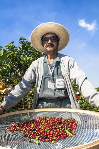 Sao Paulo, Brazil. June 18, 2009. Man harvesting coffee on the orchard of the Biological Institute, the oldest urban coffee plantation in the country, located in Vila Mariana, south of Sao Paulo