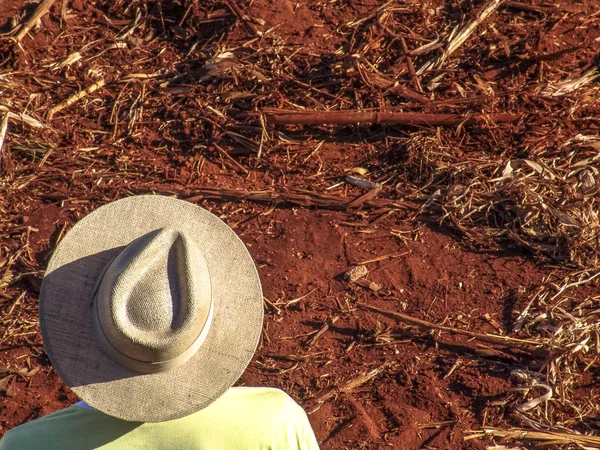 Çiftçi şapka ile bir alan nerede bir şeker kamışı ürün Ribeirao Preto, Sao Paulo devlet bir çiftlikte dikilmiş arazi gözlemler — Stok fotoğraf