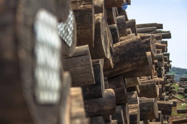 Freshly cut eucalyptus logs await to be cut at a sawmill in Botucatu, SP clipart