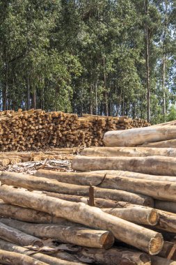  Taze kesilmiş okaliptüs günlükleri içinde Botucatu, kereste, Sp kesilmek için bekliyor