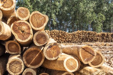  Freshly cut eucalyptus logs await to be cut at a sawmill in Botucatu, SP clipart
