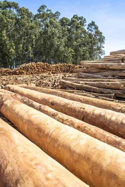 Los troncos de eucalipto recién cortados esperan ser cortados en un aserradero en Botucatu, SP — Foto de Stock