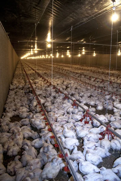 Itaiopolis, Santa Catarina, Brezilya, Eylül 25, 2009. Tavuk çiftliği, tavuk durumda Santa Catarina, Brezilya,.