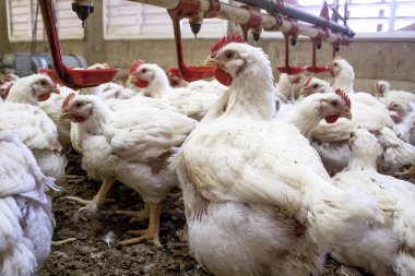 Chicken Farm, Poultry in Santa Catarina state, Brazil,. clipart