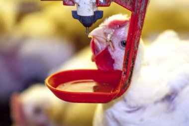 Chicken Farm, Poultry in Santa Catarina state, Brazil,. clipart