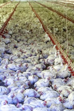 Tavuk çiftliği, tavuk durumda Santa Catarina, Brezilya,.