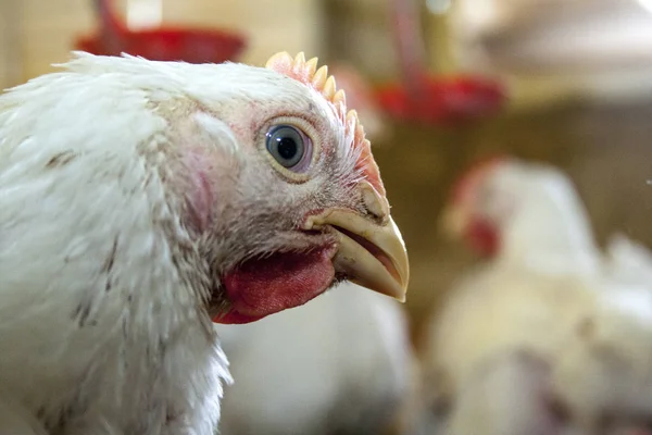 Granja de Pollos, Avicultura en el estado de Santa Catarina, Brasil ,. — Foto de Stock