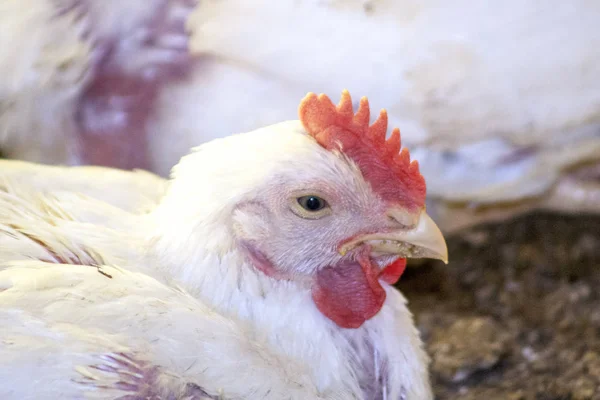 Granja de Pollos, Avicultura en el estado de Santa Catarina, Brasil ,. — Foto de Stock